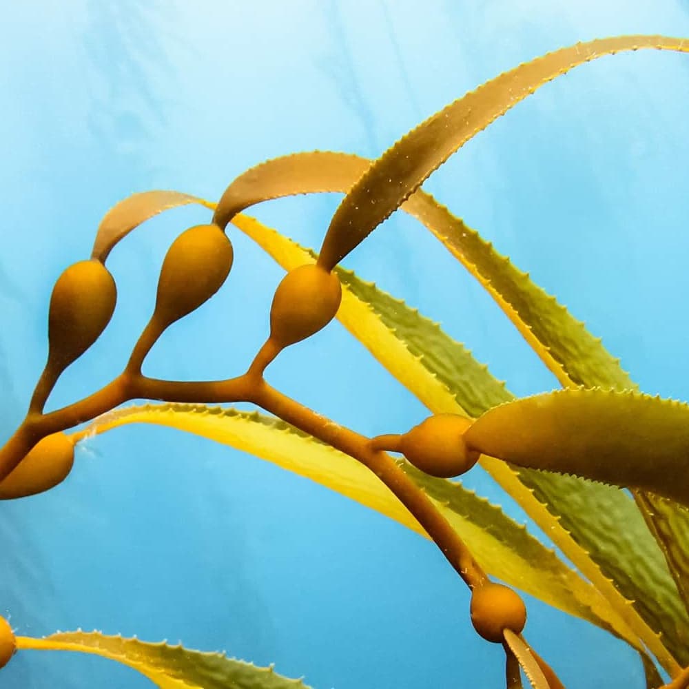 Marinoplex™ — marine plant extract
